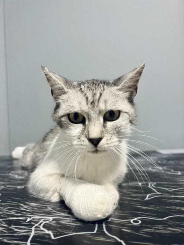 Brie i Gouda zakochane w sobie koteczki do adopcji
