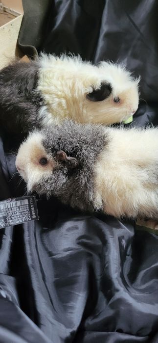 Świnki morskie (cena za dwie)