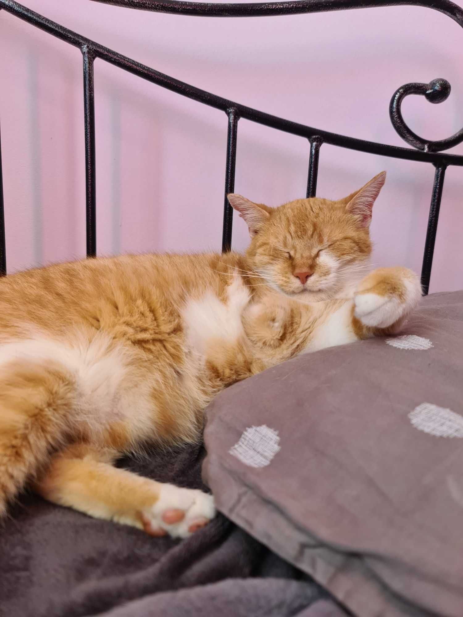 ALEN dorosły kocur 7 lat do adopcji