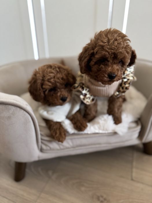 Sliczna sunia pudel toy