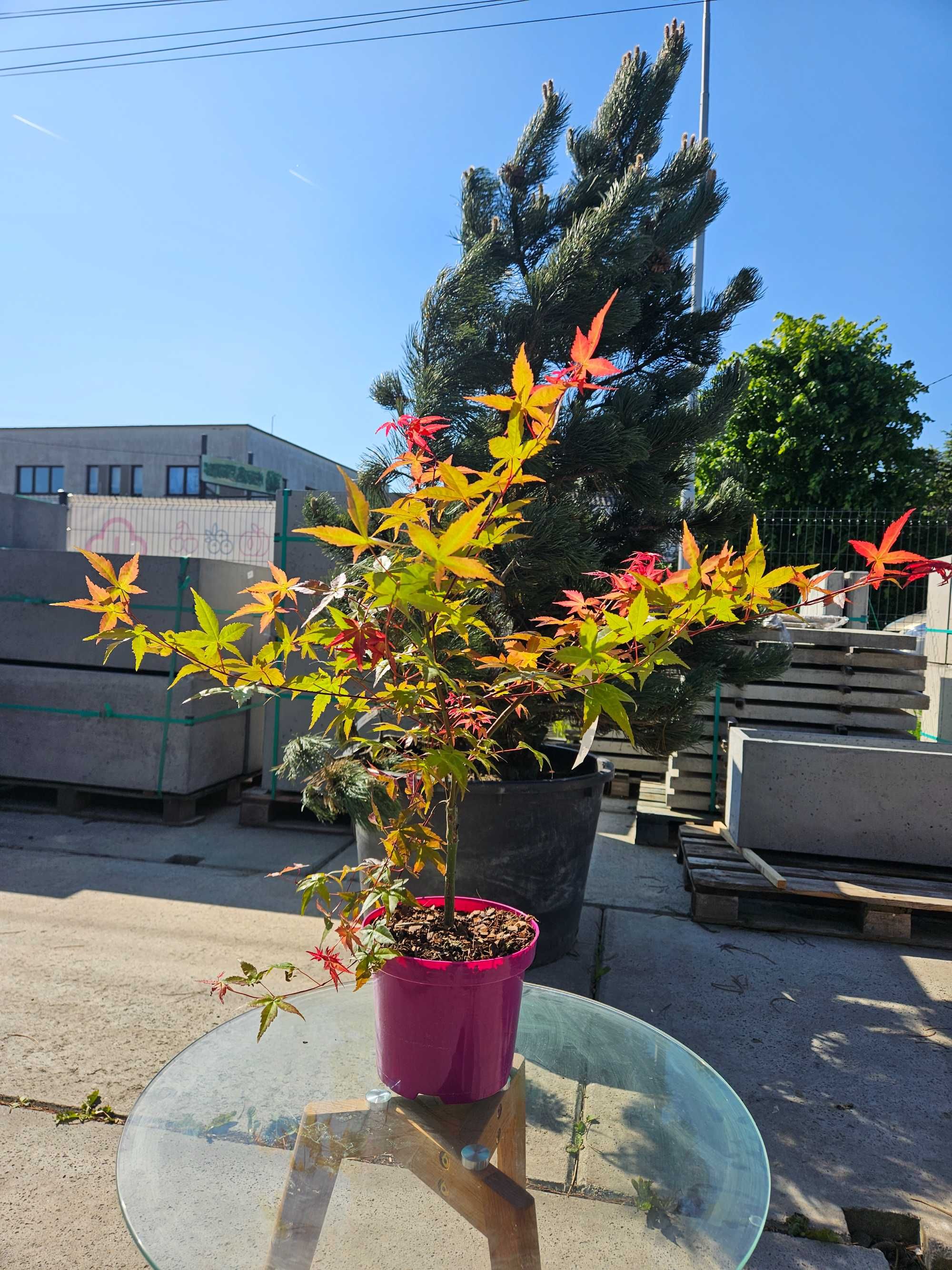 Klon palmowy 'Beni Maiko' (Acer palmatum 'Beni Maiko')