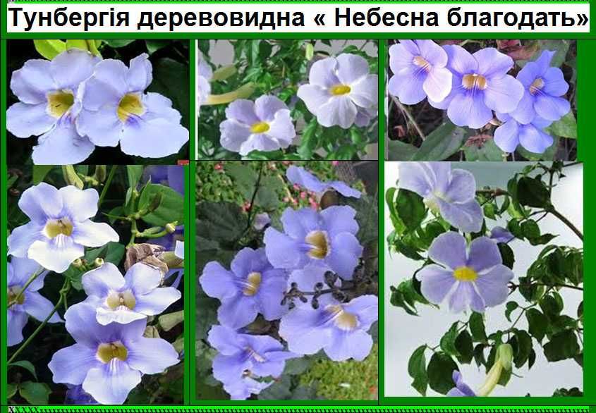 Тунбергія древовидна Більбергія Соландра Кімнатні рослини квіти