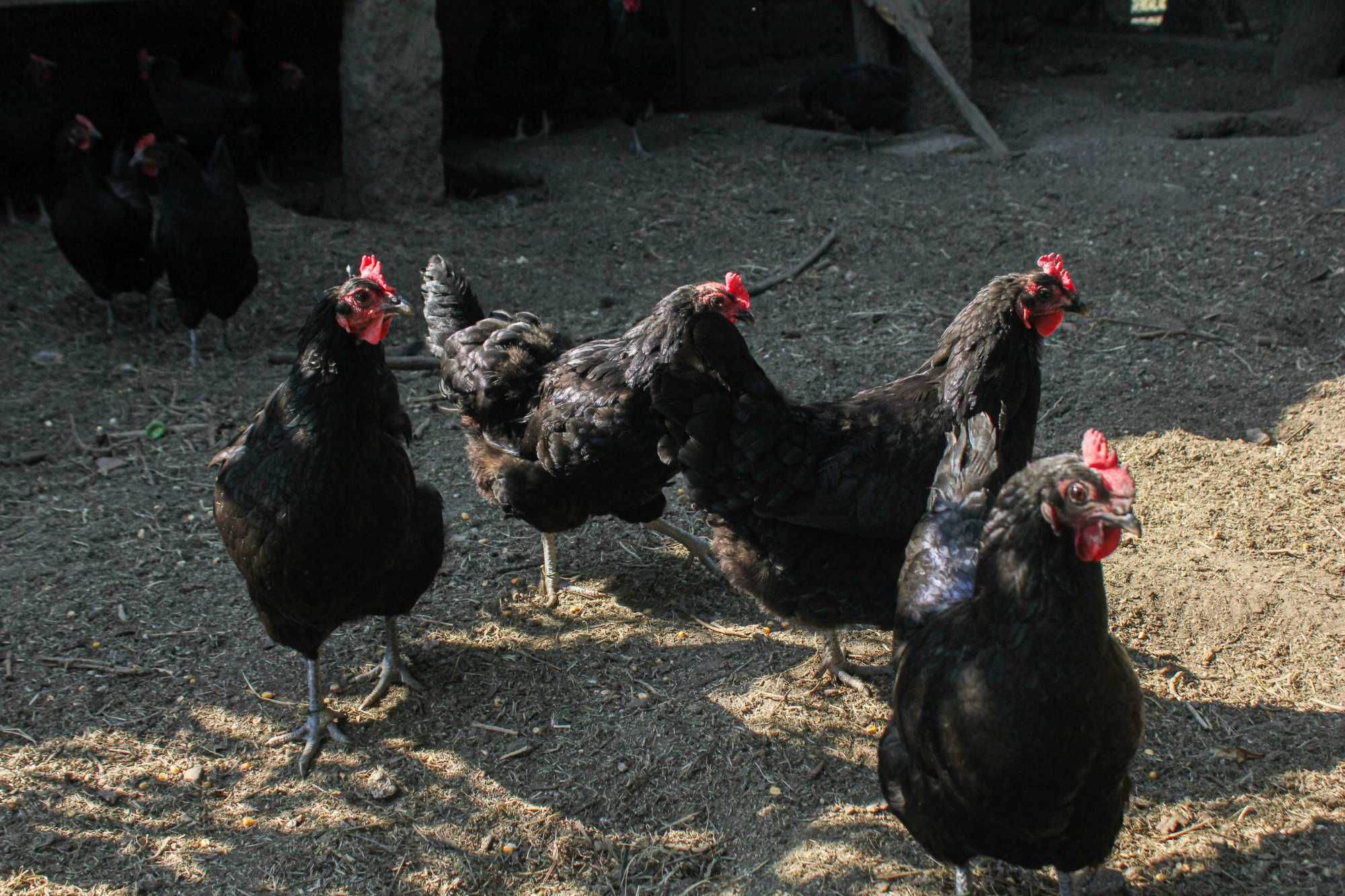 Ovos caseiros de raças portuguesas, venda à porta!