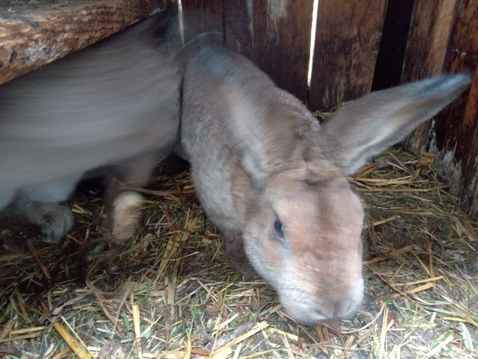 Młody samczyk z kwietnia rex