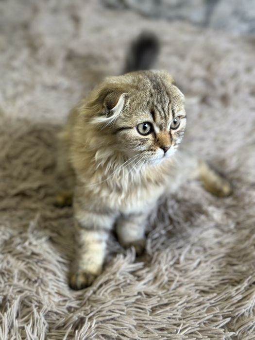 Котенок британець висловухий
