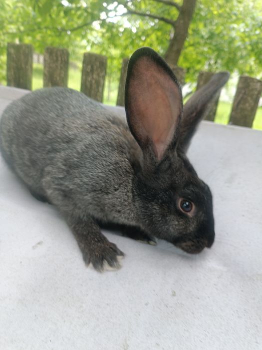 Продаю молоденькі кролики живою вагою