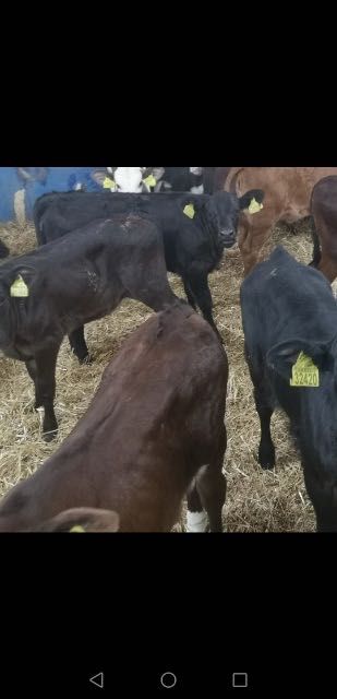 Cielaki mięsne Uniejów