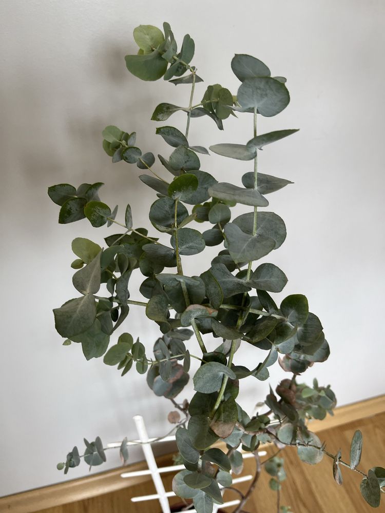 Эвкалипт припудренный Eucalyptus pulverulenta , Гунни Eucalyptus gunni