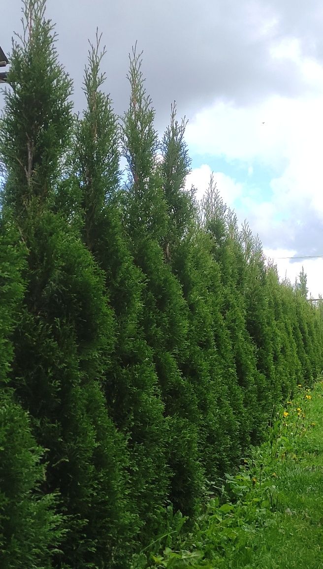 Tuja, thuja szmaragd, wys min. 180 cm