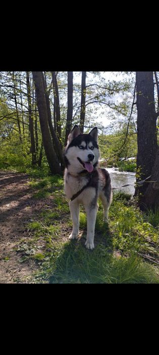 Віддам в добрі руки Хаскі
