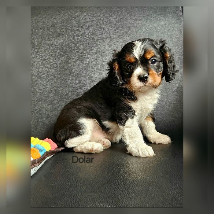 Cavalier King Charles Spaniel piesek