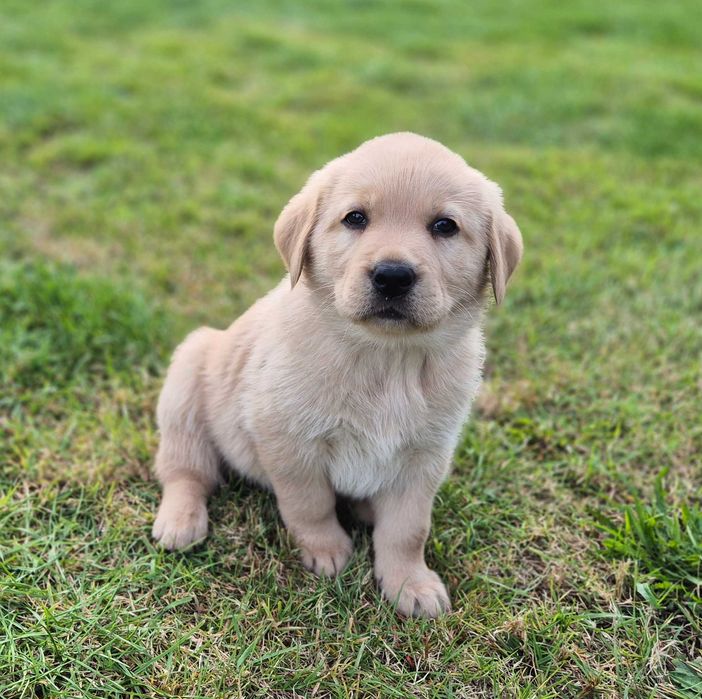 Labrador retriver gotowy do odbioru!