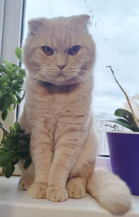 В'язка висловухого кота