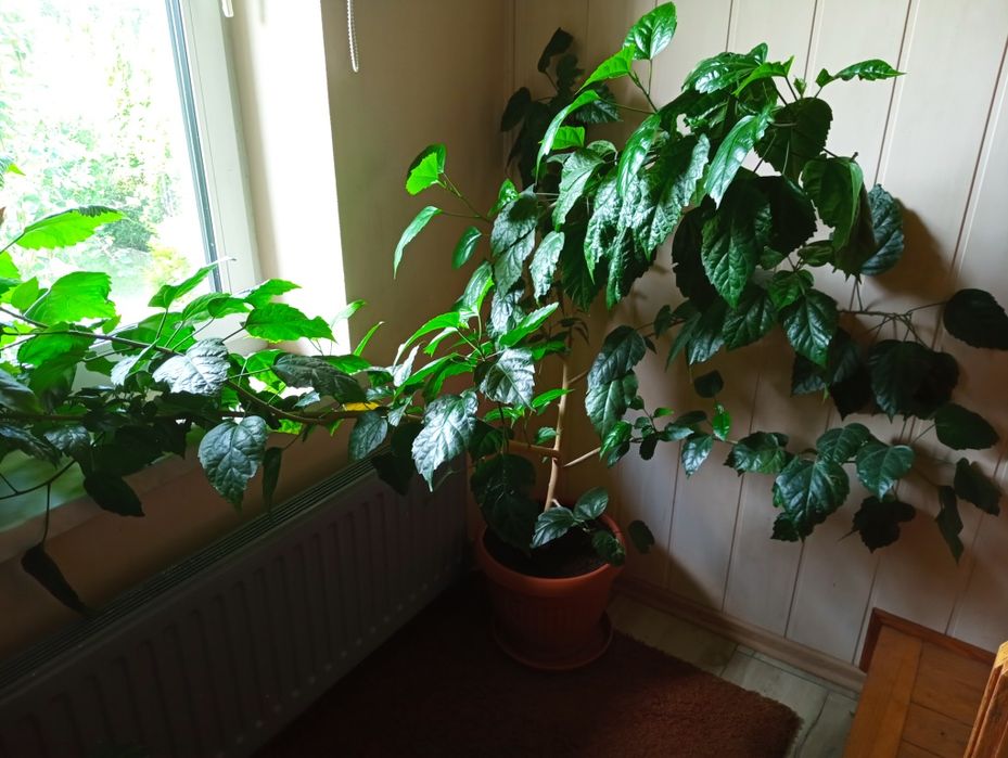 Sadzonka róży chińskiej