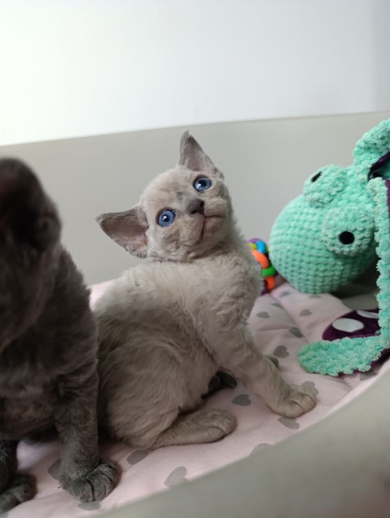 Kotka Devon rex point niebieski rodowód FPL
