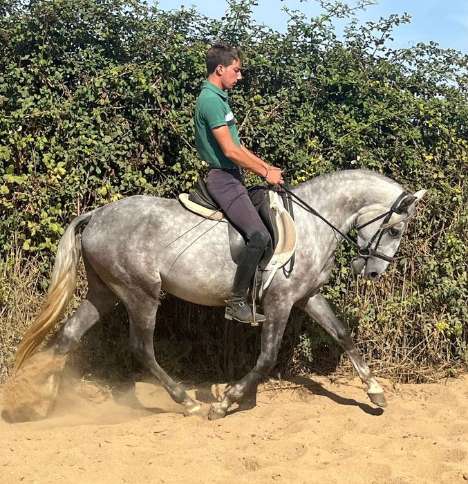 Poldro Lusitano de 3 anos