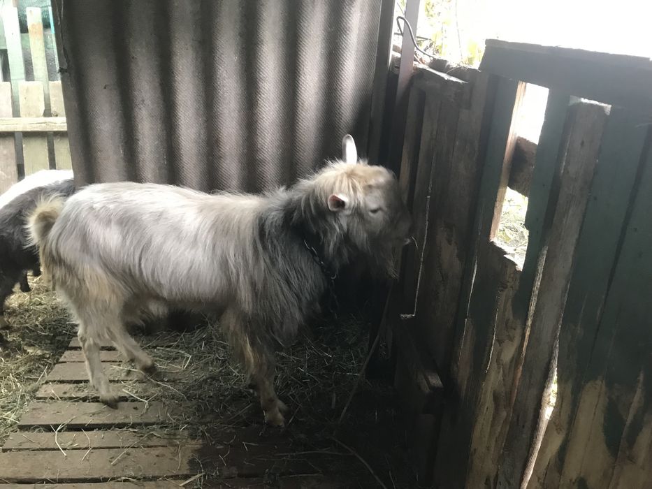 Продам козла (цапа) и козлят срочно , не дорого !