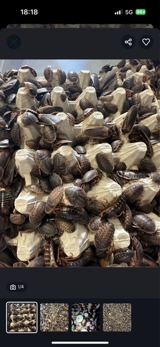 Karaczany Argentyńskie Dubia Podrostki/Dorosłe 50 sztuk