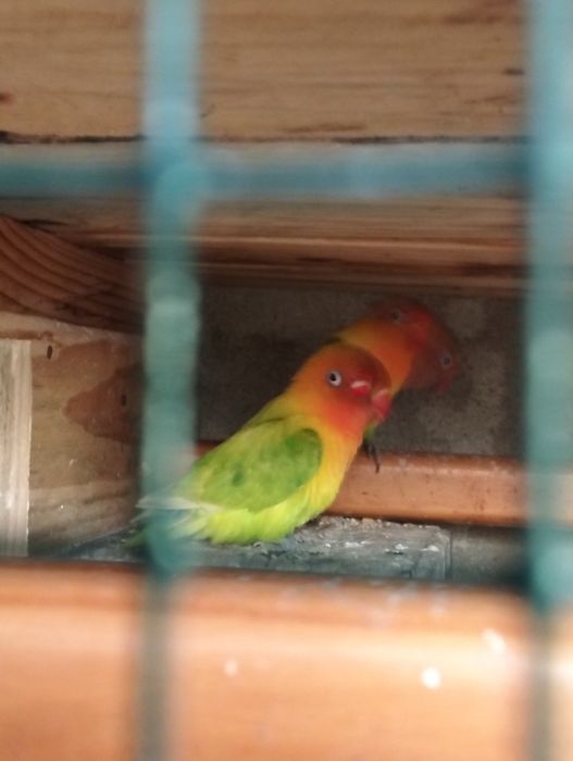 Dois agapórnis machos