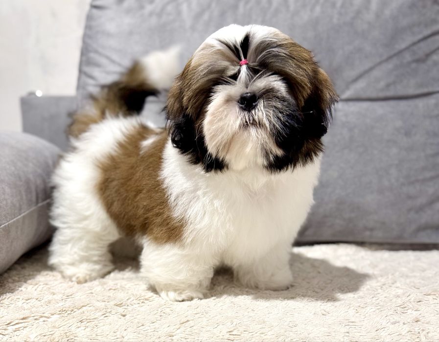 Piesek Shih Tzu ZKwP FCI