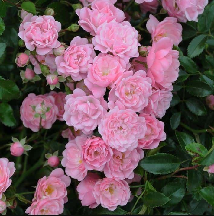 Бордюрна троянда The Fairy (1-2-3-х річні саджанці) роза
Полі