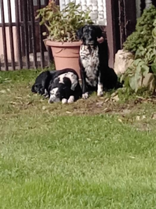 Psy miesszance z dalmatynczykiem