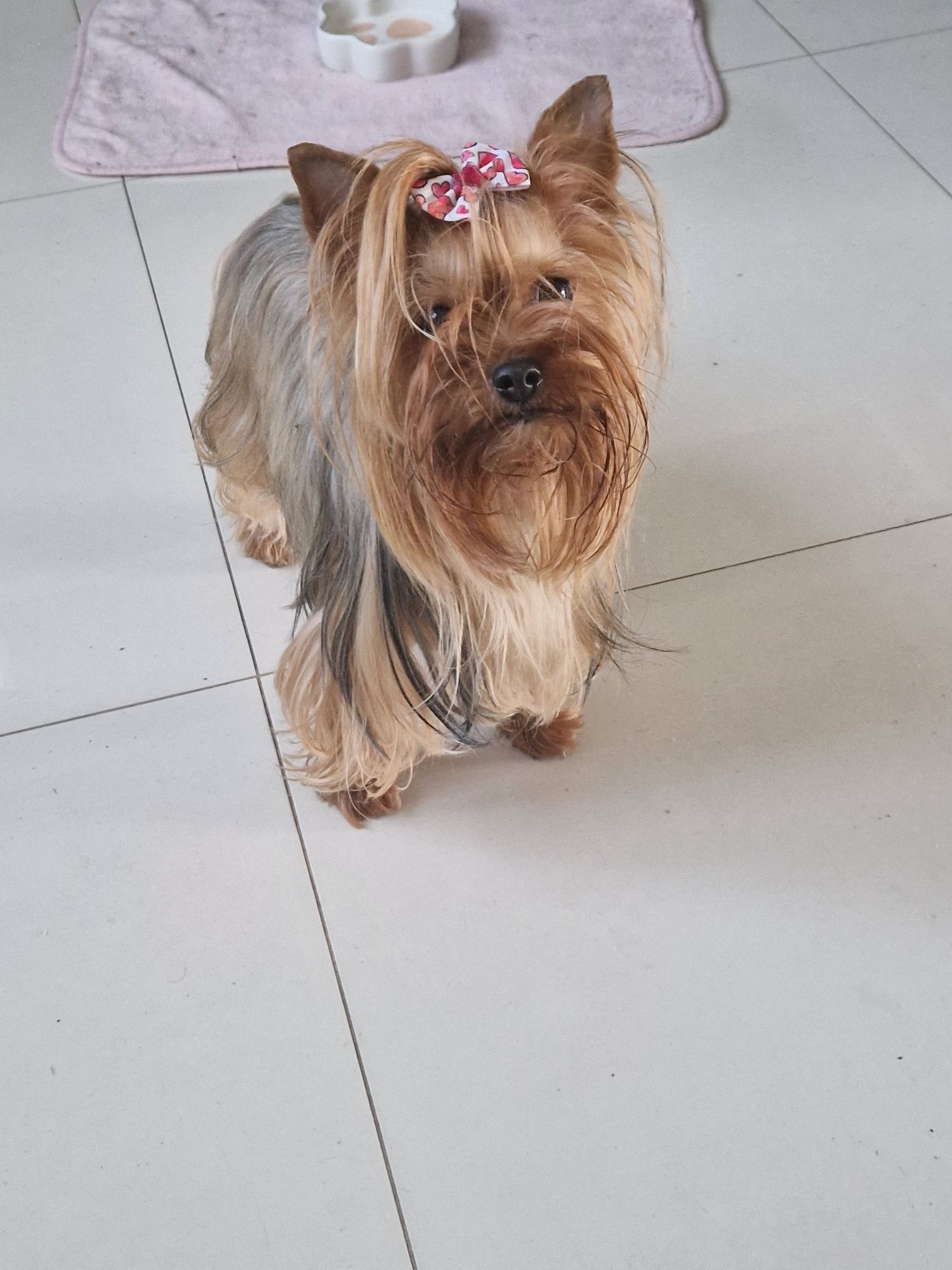 Sunia yorkshire mimi