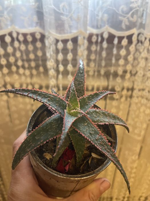 Алое декоративне червоне і зелене