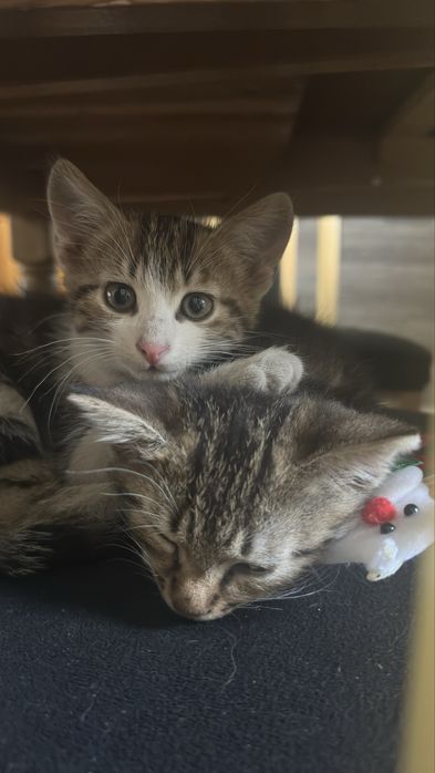 Oddam kocurki w dobre ręce