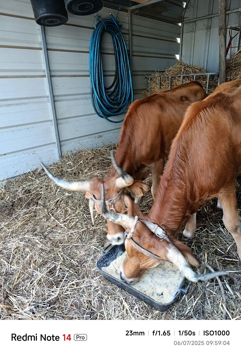 Vacas de raça cachenas