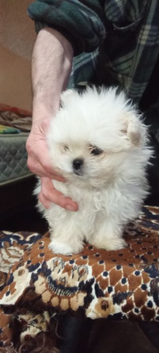 Продам мальтезе - мальтешпиц  мини щенков