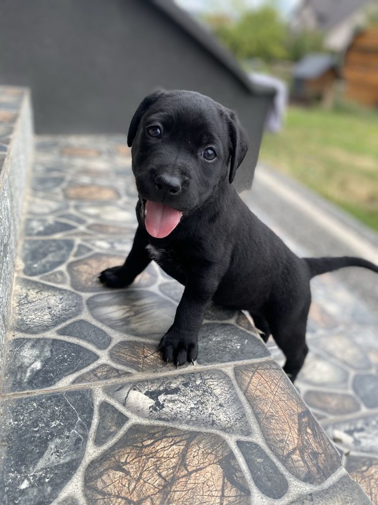 Labrador redriver