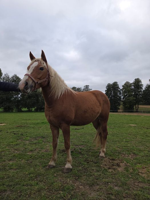 Sprzedam klacz, kuc w typie haflingera