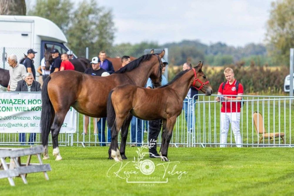 Sprzedam konia rasy śląskiej