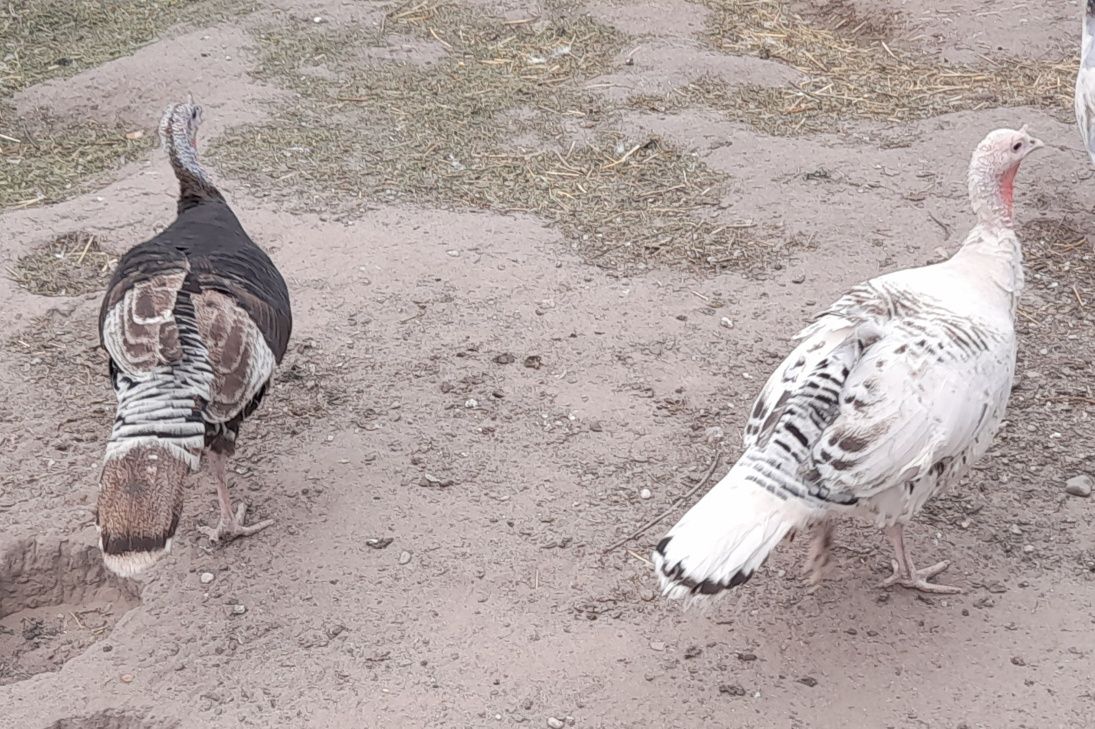 Jaja lęgowe indyków pisklęta indyki