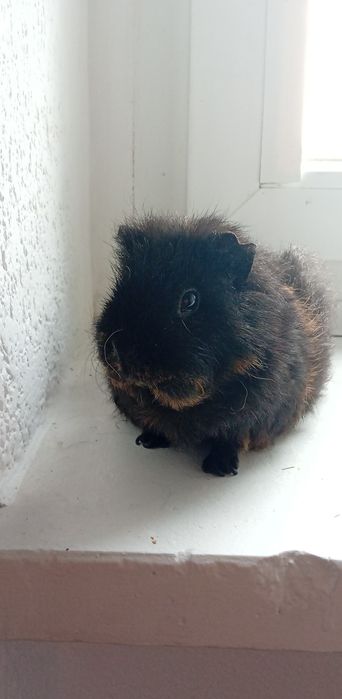 oddam świnki morskie