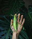 Straszyk olbrzymi (Heteropteryx dilatata)