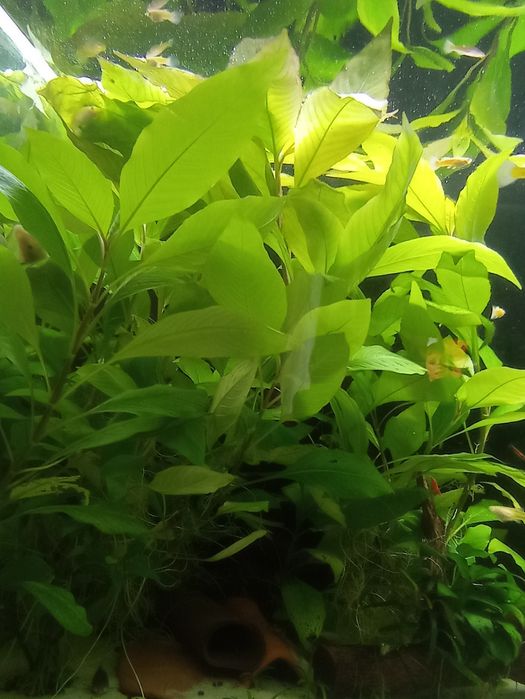 7 szt. Hygrophila Corymbosa Thailand duże