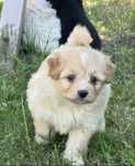Pomapoo hybryda pudel miniaturowy pomeranian nie maltipoo