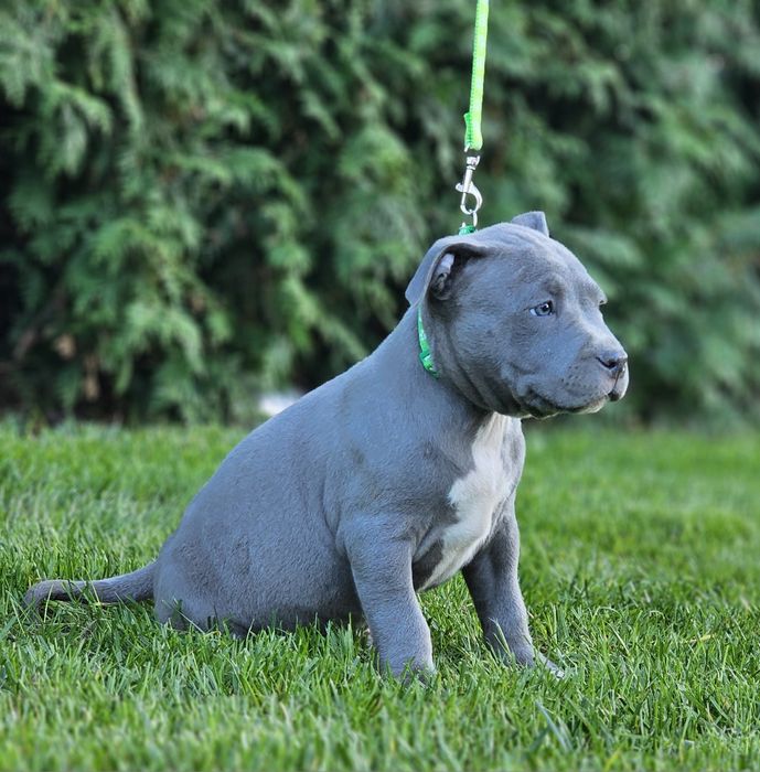 Piękny piesek amstaff