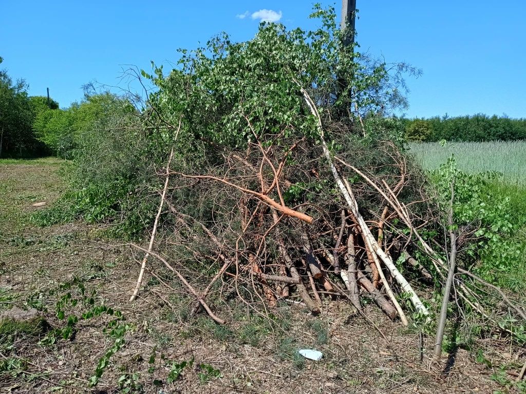 Oddam gałęzie i drzewka