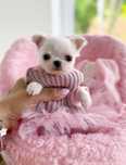 Mini Baby Doll dziewczynka Chihuahua ZKwP FCI