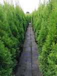 Tuja Thuja szmaragd  100cm Transport.