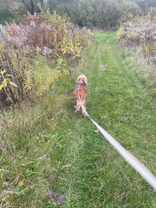Продаж собаки породи Англійський кокер-спанієль в Україні