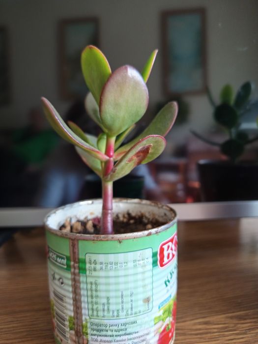 Красула водянка грошове дерево