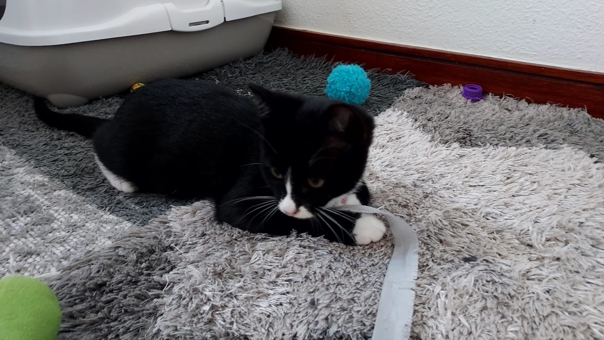 Gatinha bebé para adoção