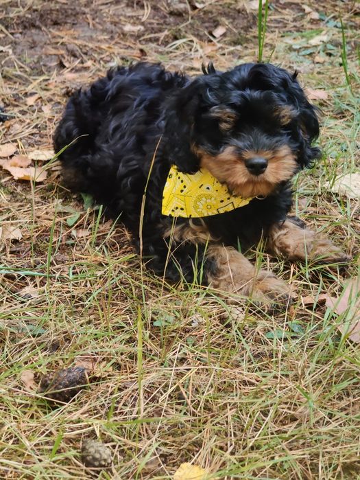 Cavapoo czarny podpalany - Gofer