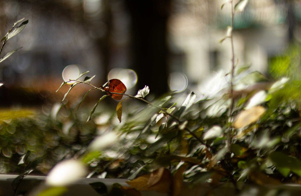 KULTOWA TOMIOKA! Auto Revuenon 55mm f/1.4 M42 - Kremowe Bokeh!