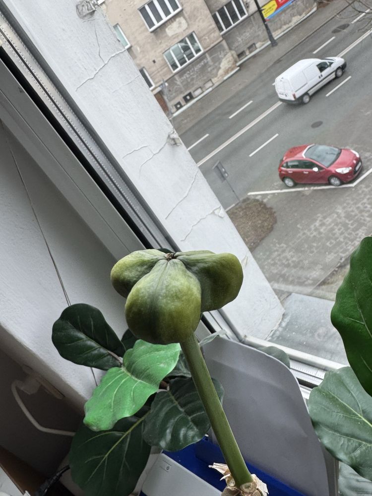 Sprzedam nasiona kwiat amerykis