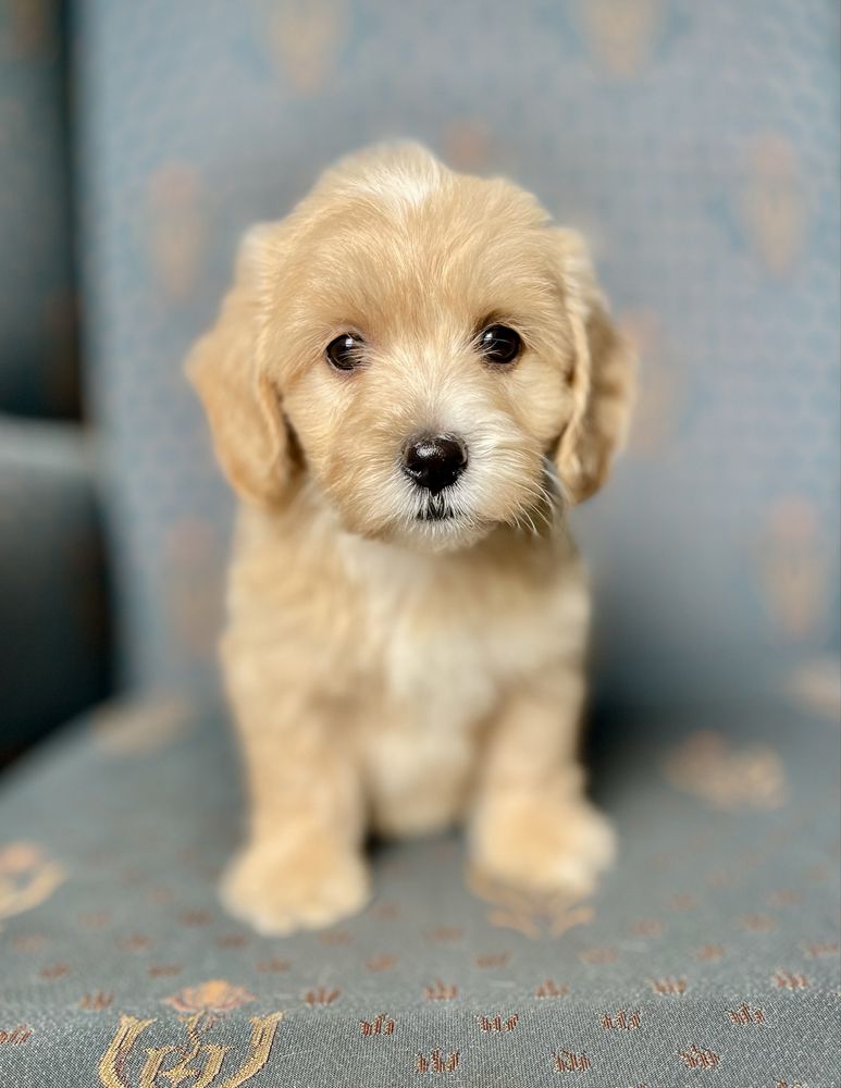 Maltipoo f1- dziewczynka